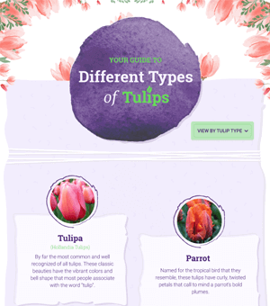 Types of Tulips